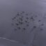 Water_Droplets_-_Sml__38471